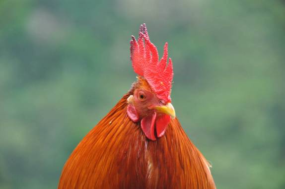 O orgulhoso guardião do The Quill, em Statia - Caribe